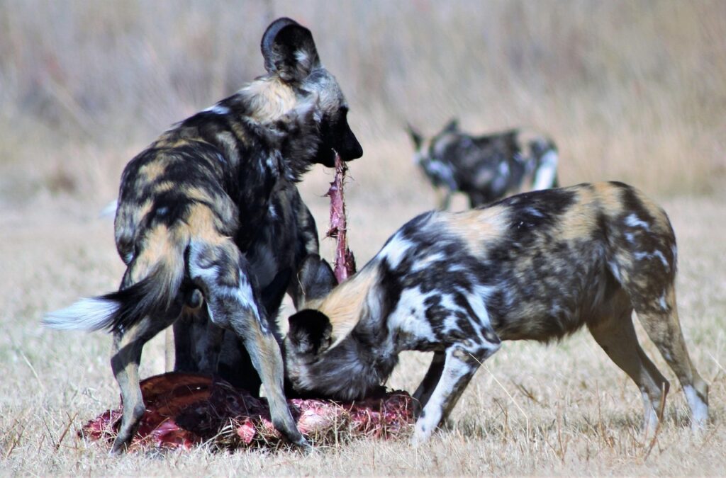 おもちゃサブスクの年末年始特典は何があるの？